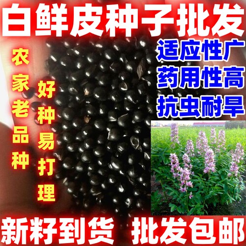 当季新籽白鲜皮种子盆栽阳台田园都能种白鲜皮种籽白鲜皮种子批发