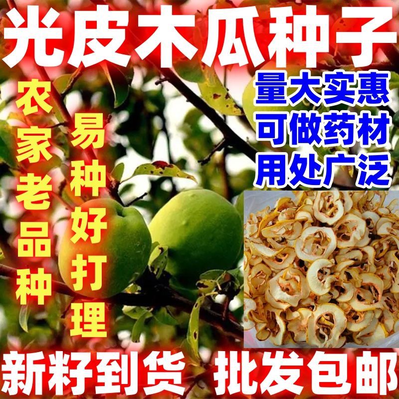 光皮木瓜种子木瓜树种子光皮木瓜种子光皮木瓜种子林木种子好种