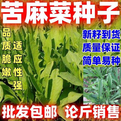苦麻菜种子牧草苦麦菜种籽猪牛羊鱼鸡鸭鹅南方北方多年生四季