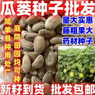 中药材种籽简单易种瓜蒌种子瓜种子纯新瓜蒌籽非吊瓜栝楼种子