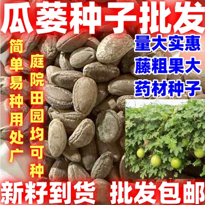 中药材种籽简单易种瓜蒌种子瓜种子纯新瓜蒌籽非吊瓜栝楼种子