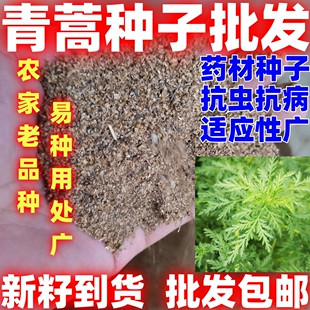 药材青蒿种子青蒿种籽中药材种籽简单易种论斤卖庭院田园种植青蒿