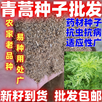 药材青蒿种子青蒿种籽中药材种籽简单易种论斤卖庭院田园种植青蒿