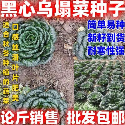 黑心乌塌菜种子老品种包邮论斤销售农家蔬菜种子耐寒易种黑心乌