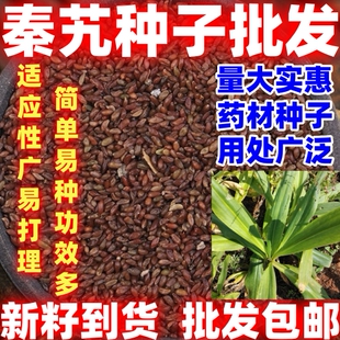 秦艽种子中药材秦艽种子新籽简单易种销售秦玖秦九种子适应性广