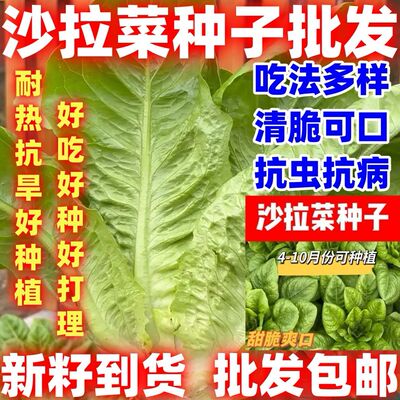 沙拉菜种子汉斯沙拉菜易管理易种植耐高温夏季速生高产新种好吃