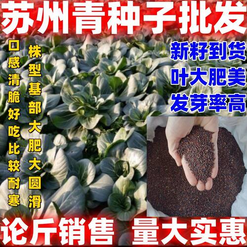 苏州青种子四季种植论斤销售易货耐抽苔农家蔬菜种子好吃耐寒青菜