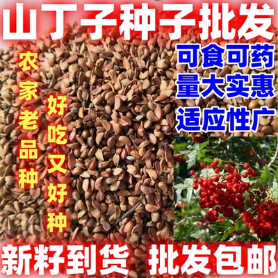 山丁子种籽当季新籽论斤卖山丁子庭院田园种植山丁子山丁子种子