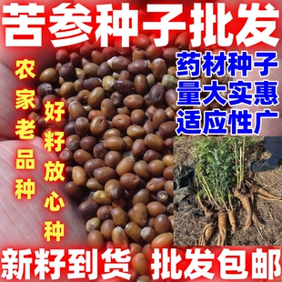 苦参种子苦参种籽简单易种论斤卖中药材种子苦参子田园种植药材