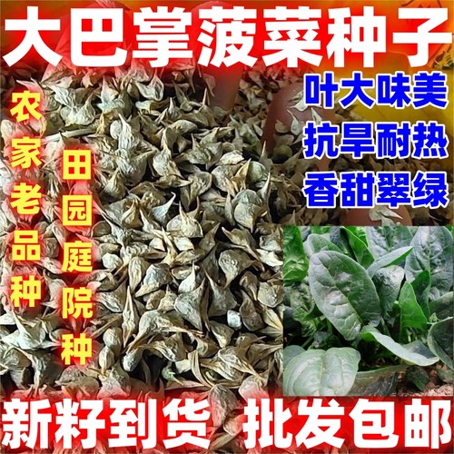 大巴掌大叶菠菜种子叶肉厚菠菜种籽春秋越冬青菜籽耐寒耐抽苔籽