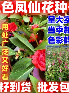 红色凤仙花种子籽混色指甲花好看好种院盆栽花种籽子四季播种开花