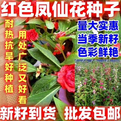 红色凤仙花种子籽混色指甲花好看好种院盆栽花种籽子四季播种开花