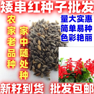 简单易种矮一串红种子矮串红串红开花种籽易种活耐寒串串红花卉