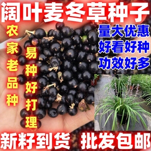 四季种植阔叶麦冬草种子观赏绿植庭院田园阔叶麦冬草种籽能种植