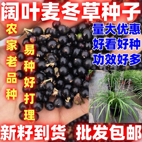 四季种植阔叶麦冬草种子观赏绿植庭院田园阔叶麦冬草种籽能种植