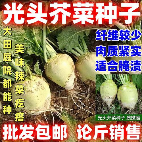 光头芥菜种子论斤卖大头菜种子芥菜疙瘩种籽榨菜腌咸菜秋天播菜籽