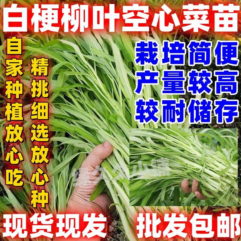 白梗柳叶空心菜苗白梗空心菜苗发货盆栽四季种白梗柳叶空心菜秧苗
