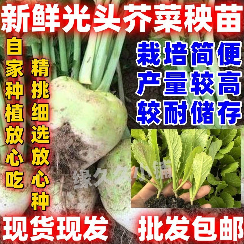 光头大芥北方咸菜根芥种田园庭院农家蔬菜秧苗好吃蔬菜当年新秧苗