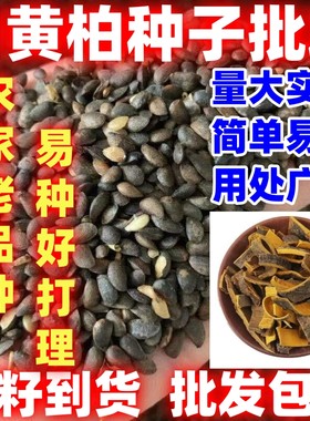 川黄柏种子黄檗中草药元柏檗木简单易种川黄柏关黄柏林木材种籽