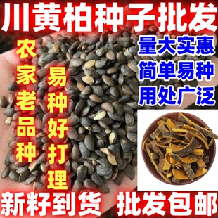 川黄柏种子黄檗中草药元柏檗木简单易种川黄柏关黄柏林木材种籽