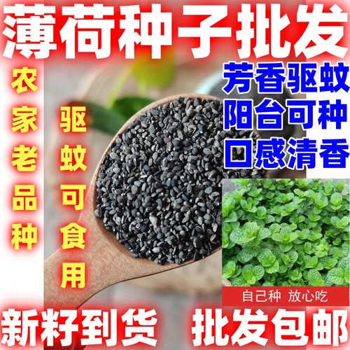 食用薄荷种子薄荷种子驱蚊花草植物种子四季阳台田园可栽薄荷种籽