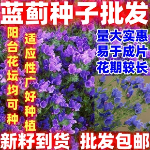 蓝蓟种子蓝刺头庭院观花种子蓝色混色景观花海四季花籽简单易种