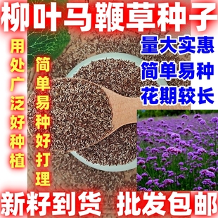柳叶马鞭草种子燕尾草退血草蜻蜓草野荆草简单易种龙芽草花海种籽