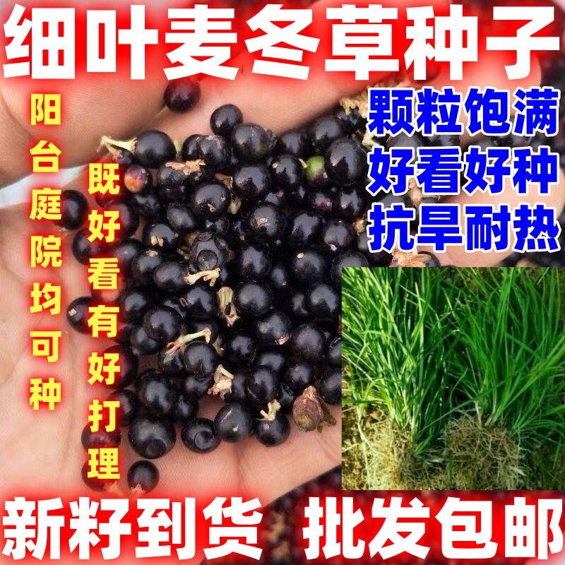 细叶麦冬草种子盆栽绿植批发论斤卖玉龙草种子细叶麦冬草种籽四季