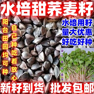 水培甜荞麦芽苗菜种子水培甜荞麦芽苗菜籽干净无杂无土栽培蔬菜种