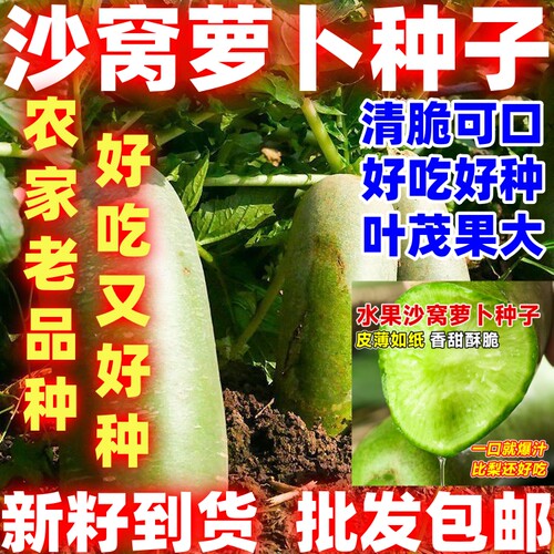 沙窝水果萝卜种子脆甜绿萝卜籽秋播好吃好种生吃脆甜农家蔬菜种子