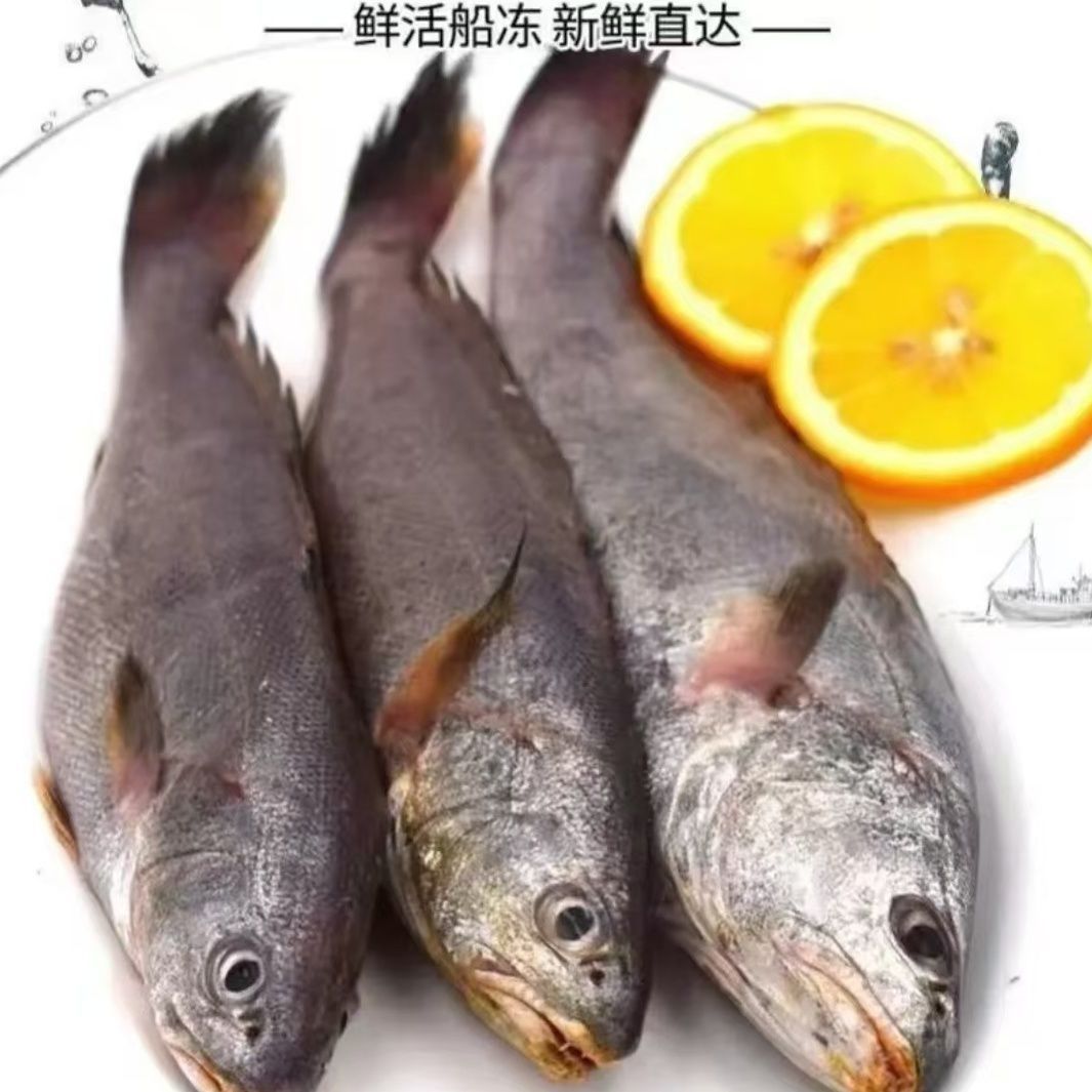 新鲜米鱼鮸鱼鳘鱼海捕海鲜水产