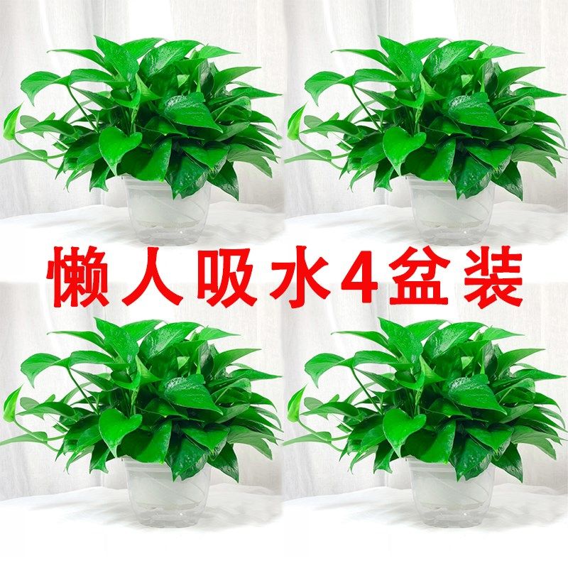 綠蘿盆栽植物室內吸除甲醛淨化空氣大葉長藤綠籮吊蘭水培包郵綠植在類目 鮮花速遞/花卉仿真/綠植園藝, 花卉/綠植盆栽（新）, 綠植中 - 來自Buy2taobao.com提供專業的淘寶代購服務