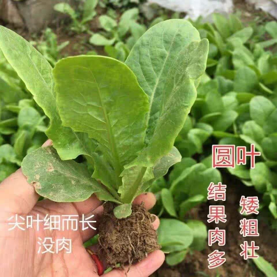 耐寒种植莴笋秧苗莴苣苗带土发货