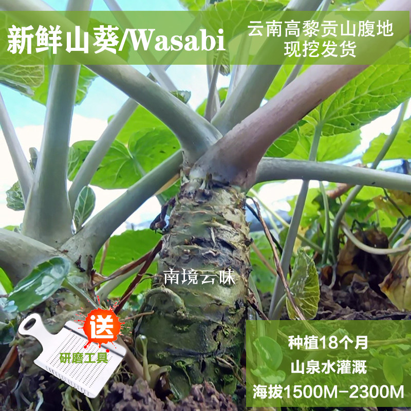 云南新鲜山葵 植物芥末现挖500g约20-26根正宗日本刺身料理瓦萨比