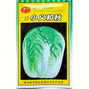 小义和秋大白菜种子山东胶州大白菜种子秋季冬储耐寒大白菜种子