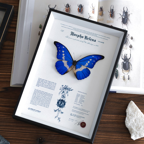 进口真蝴蝶标本装饰画情侣礼物