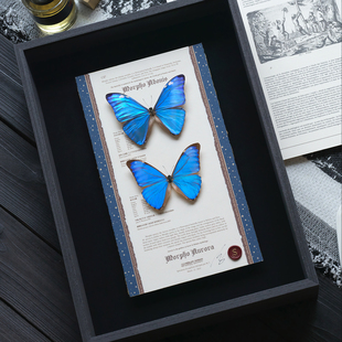 安东尼斯极光闪蝶真蝴蝶昆虫标本组合款定制高级蓝色生日送礼挂画