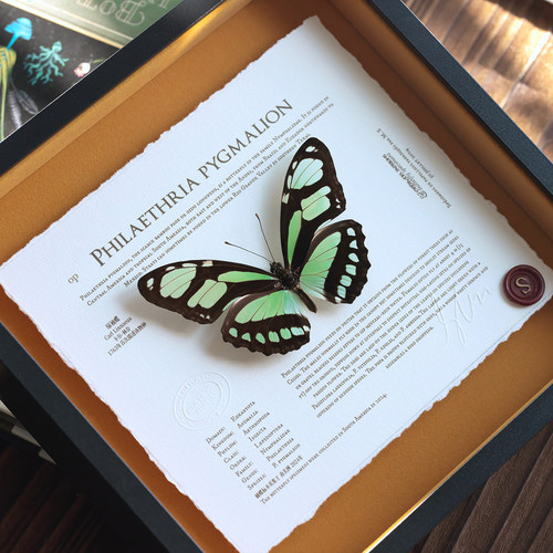 圣诞礼物桌面摆件真蝴蝶标本