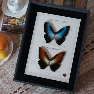 高级感装 日月同辉 设计款 太阳闪蝶指名亚种组合款 饰画 月神闪蝶