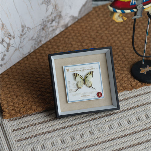 绿凤蝶桌面摆件标本装饰画