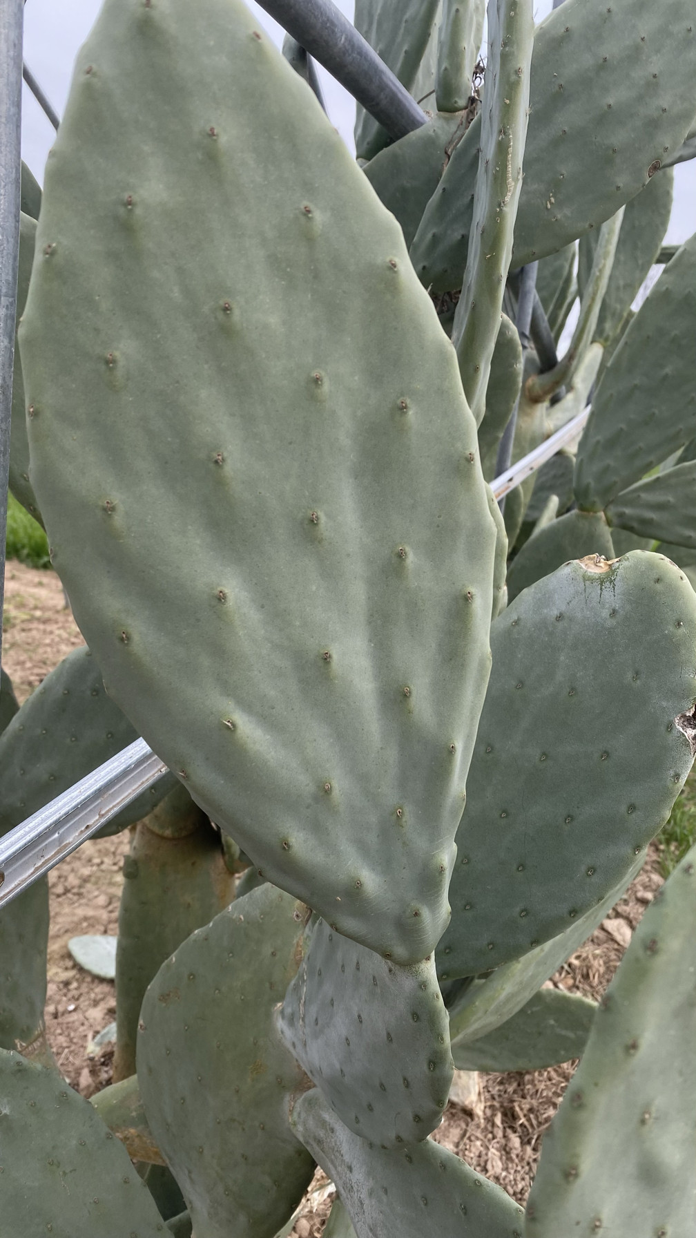 偏方药用美容食用嫁接盆栽墨西哥多肉植物