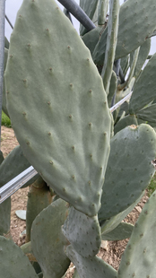 偏方药用美容食用嫁接盆栽墨西哥多肉米邦塔绿植仙人掌动物饲料菜