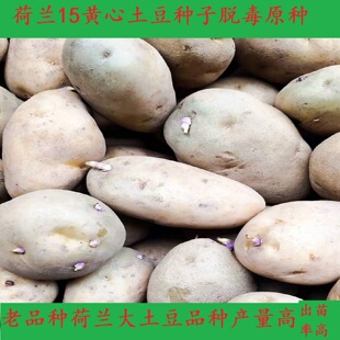高产荷兰15黄心土豆种子切块拌种V7种子希森土豆种脱毒马铃薯原种