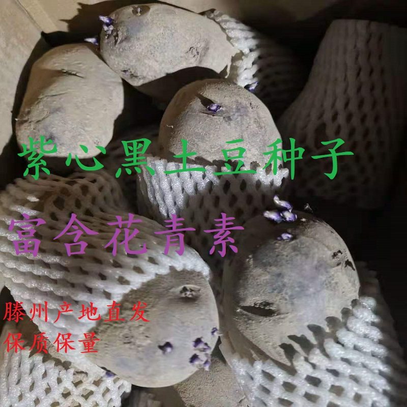 高产黑土豆种子紫心黑金刚土豆种红心土豆种子脱毒马铃薯种秋季种