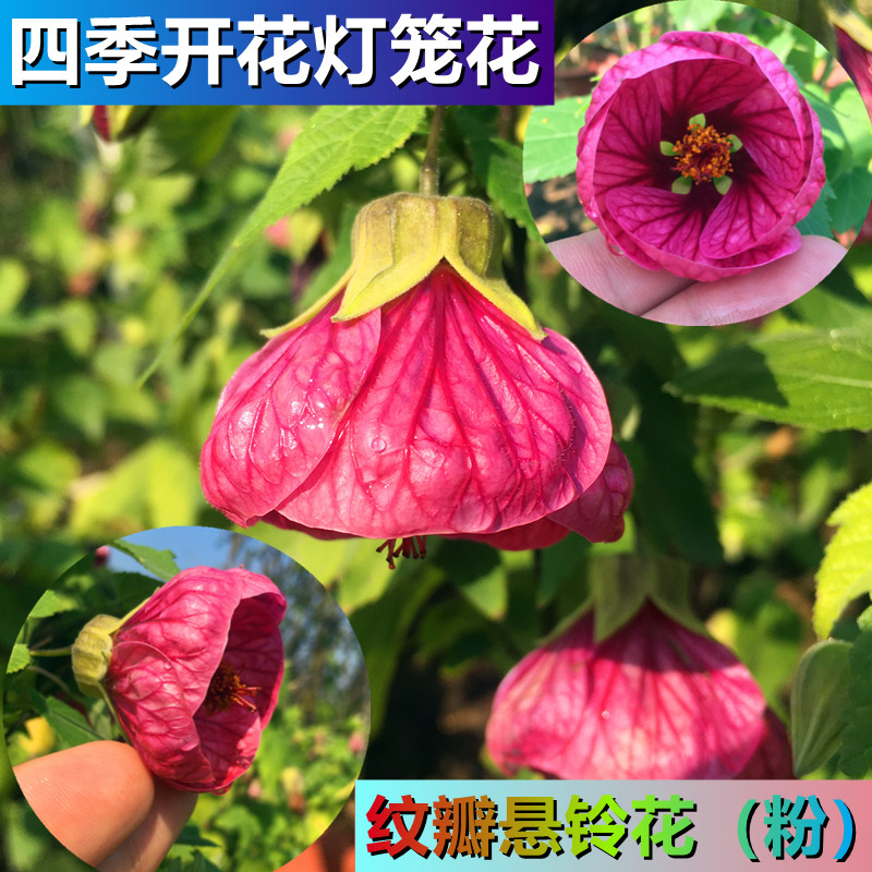 粉色纹瓣悬铃花 金玲花 风铃花 倒挂金钟 阳台庭院四季开花灯笼花