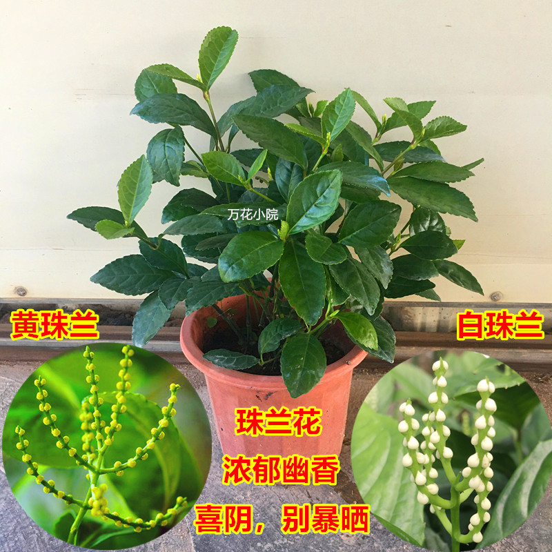 室内盆栽兰花鱼子鸡爪清雅四季