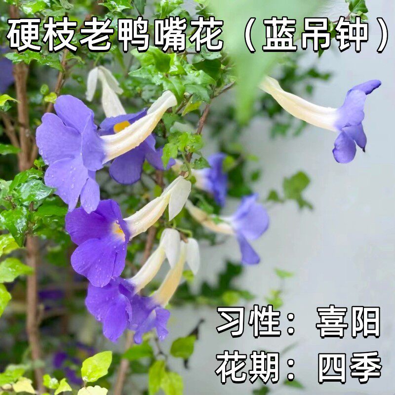 硬枝老鸭嘴花苗室外盆栽地栽绿篱绿化苗木蓝吊钟花卉四季开花植物