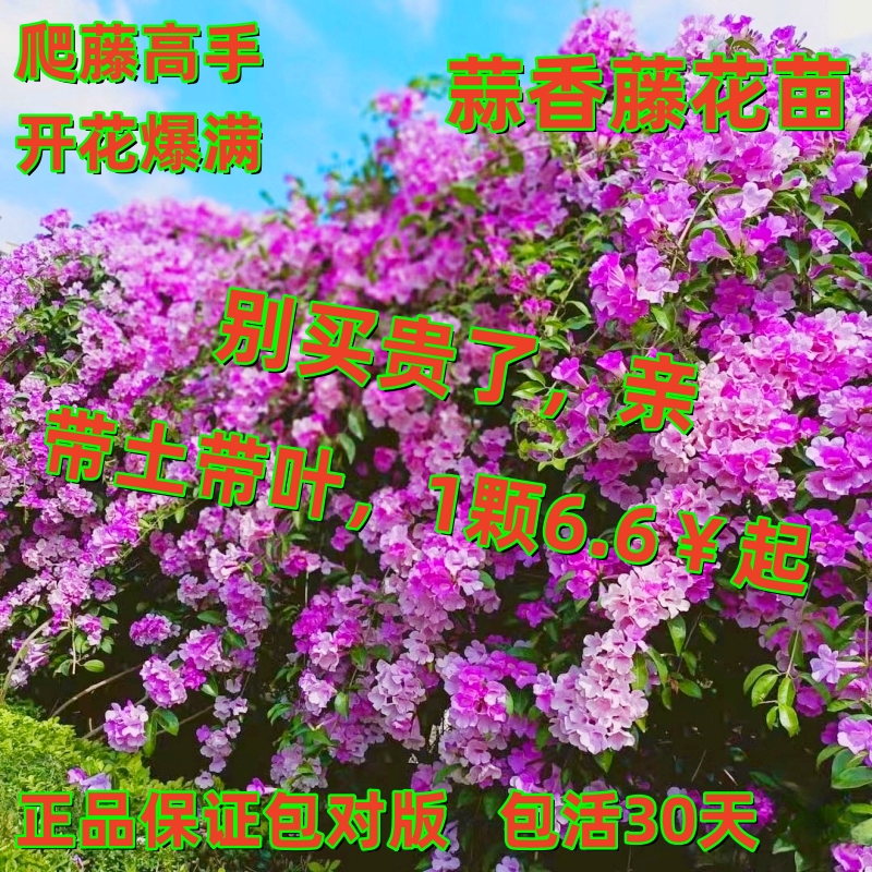 蒜香藤花苗庭院爬墙绿篱拱门藤本植物开花密集变色藤花苗当年开花 鲜花速递/花卉仿真/绿植园艺 时令草本花卉 原图主图