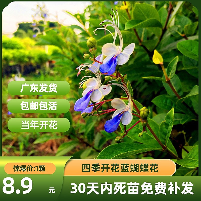 蓝蝴蝶花苗 四季常绿 花期长好养易活 庭院阳台盆栽奇特花卉