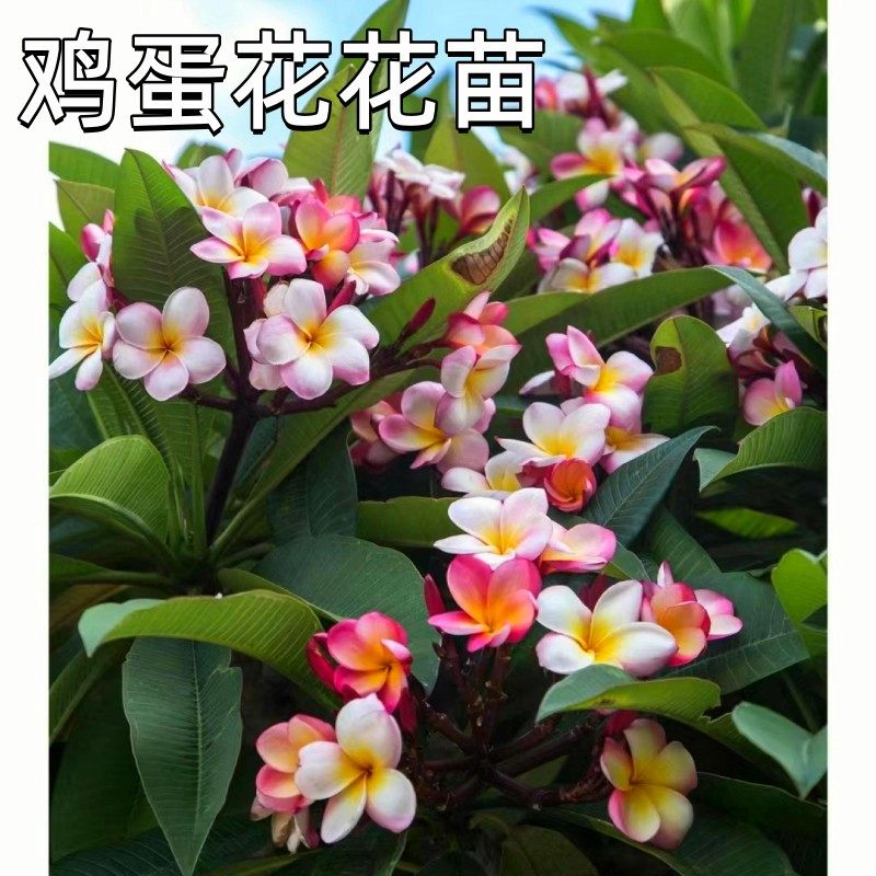 鸡蛋花花苗当年开花缅栀子 蛋黄花 印度素馨 大季花盆栽南方花树
